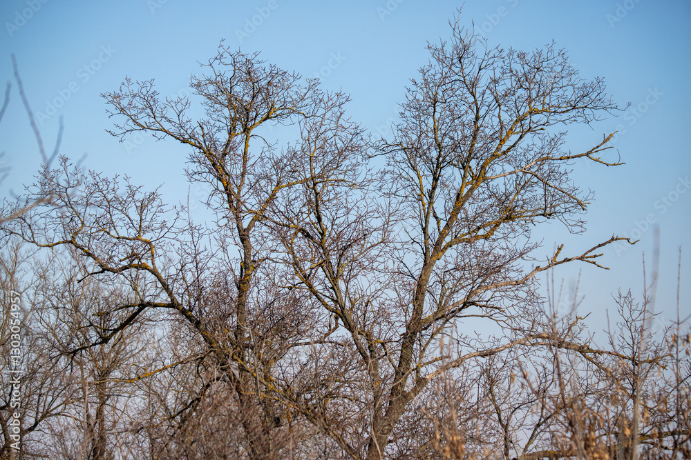 A tree with a heart shape in the middle of a field A tree with a heart shape in the middle of a field