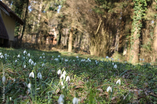 Fototapeta Naklejka Na Ścianę i Meble -  Spring in the forest