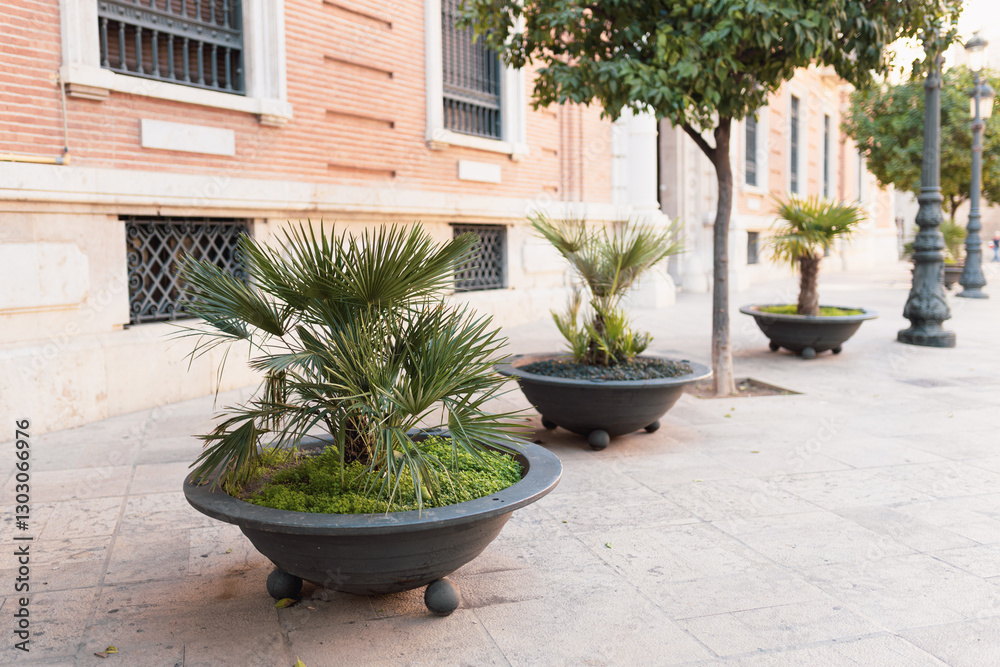 Chamaerops humilis palms in a flower pot. The concept of air pollution treatment by natural methods in city. Pot decoration at front of building