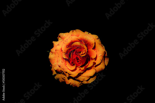 orange rose on black background