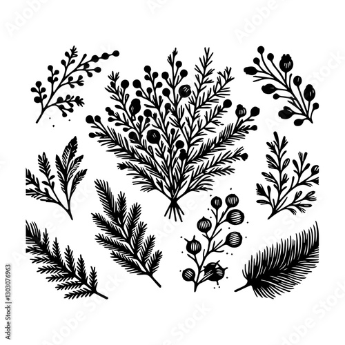 Juniper vector logo drawing illustration Isolated vintage illustration organic essential oil engraved style sketch