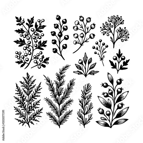 Juniper vector logo drawing illustration Isolated vintage illustration organic essential oil engraved style sketch