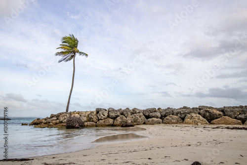 Fototapeta Naklejka Na Ścianę i Meble -  Romantic Caribbean sandy beach with palm trees, turquoise sea. Morning landscape shot at sunrise at Plage de Bois Jolan, Guadeloupe, French Antilles
