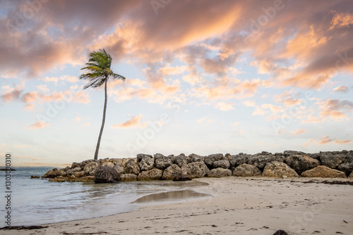 Fototapeta Naklejka Na Ścianę i Meble -  Romantic Caribbean sandy beach with palm trees, turquoise sea. Morning landscape shot at sunrise at Plage de Bois Jolan, Guadeloupe, French Antilles
