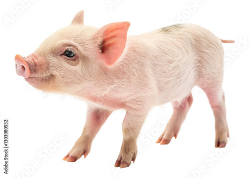  Piglet isolated on a transparent background.