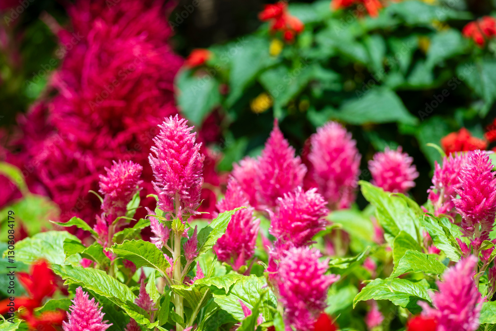 Celosia in a real garden - edible and ornamental plants in the amaranth family - species are commonly known as wool flowers. Celosia in a real garden - edible and ornamental plants in the amaranth family - species are commonly known as wool flowers.