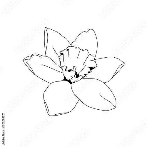 line art daffodil