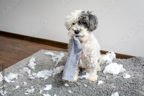 Havanese dog with sock in the mouth  made a mess at home