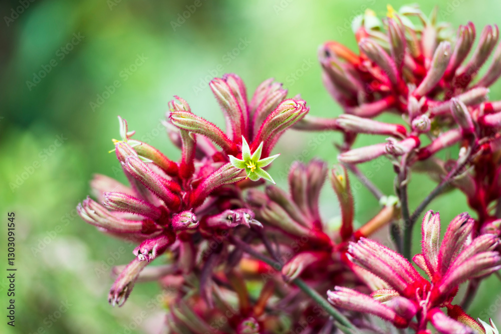 Anigozanthos is a genus of plant found naturally in the Southwestern Australia biogeographic region, commonly known as kangaroo paw or catspaw. Anigozanthos is a genus of plant found naturally in the Southwestern Australia biogeographic region, commonly known as kangaroo paw or catspaw.