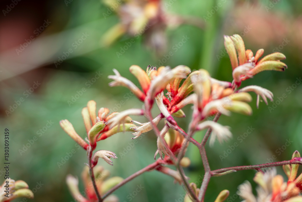 Anigozanthos is a genus of plant found naturally in the Southwestern Australia biogeographic region, commonly known as kangaroo paw or catspaw. Anigozanthos is a genus of plant found naturally in the Southwestern Australia biogeographic region, commonly known as kangaroo paw or catspaw.