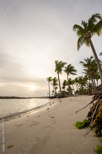 Fototapeta Naklejka Na Ścianę i Meble -  Romantic Caribbean sandy beach with palm trees, turquoise sea. Morning landscape shot at sunrise at Plage de Bois Jolan, Guadeloupe, French Antilles