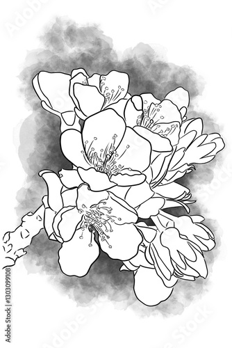illustration of white blooming cherry blossoms on a branch with black lines on a white background