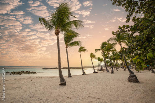 Fototapeta Naklejka Na Ścianę i Meble -  Romantic Caribbean sandy beach with palm trees, turquoise sea. Morning landscape shot at sunrise at Plage de Bois Jolan, Guadeloupe, French Antilles