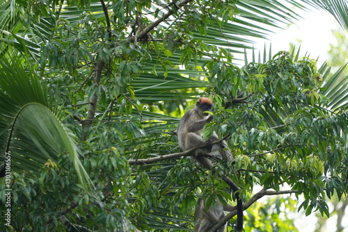 Sticker portrait of red colobus monkeys sitting among the trees in the nyabubale swamp i