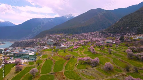 Springtime beauty in Nyingchi Tibet with snow mountains and blooming peach blossoms