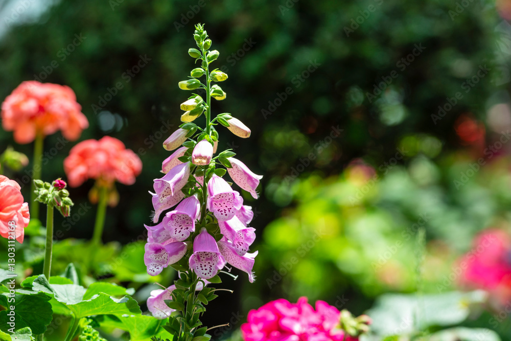 Obraz premium Beautiful flowers of digitalis purpurea, the foxglove or common foxglove, a toxic species of flowering plant in the plantain family.