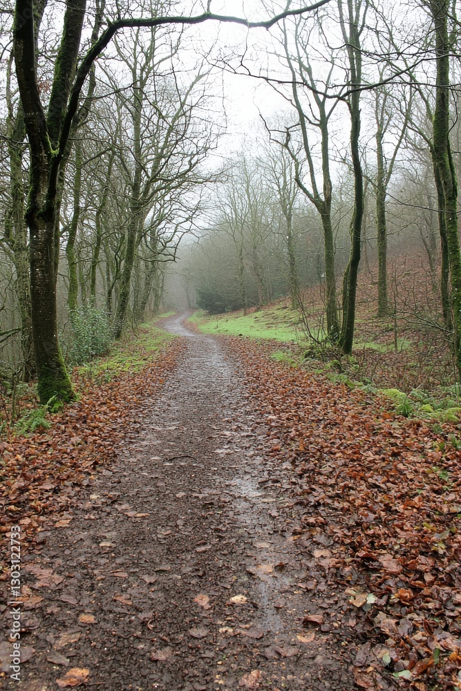 A serene misty path winding through autumn trees and fallen leaves. A serene misty path winding through autumn trees and fallen leaves.