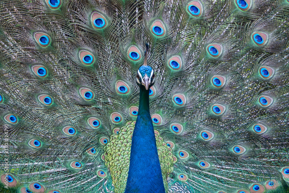 Obraz premium Indian peafowl, common peafowl, blue peafowl - Pavo cristatus with open train, close up photo. Photo from Wilpattu National Park in Sri Lanka. 