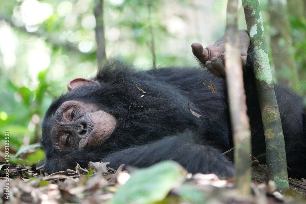 Obraz premium young chimpanzee sleeping in the kibale national forest in uganda, sleepy kid