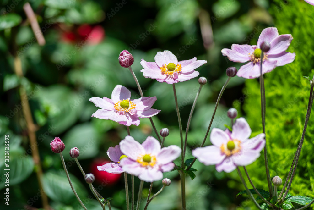 Obraz premium Beautiful and gentle windflower, or Japanese anemone, a hybrid category which includes a large number of hybrid pink or white flowered cultivars that bloom from late summer into fall.