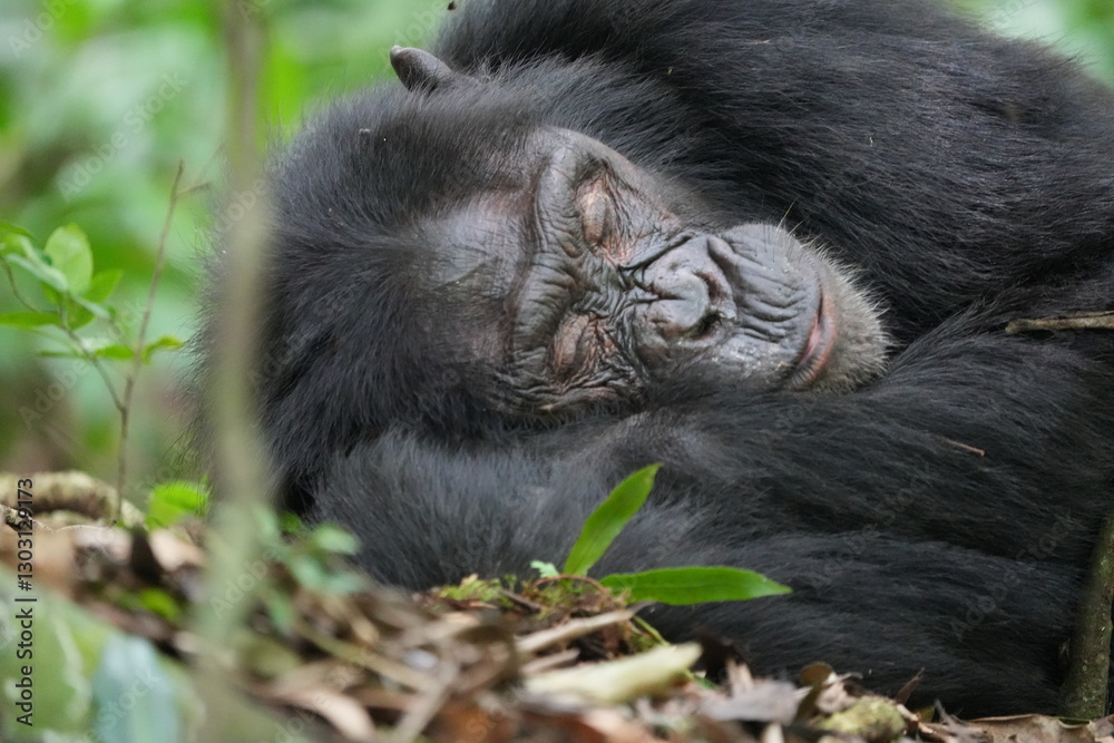 Obraz premium Close-Up of Sleeping Chimpanzee in Kibale National Park, Uganda