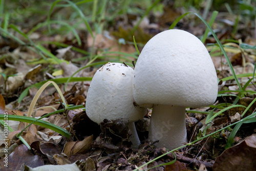 
Cerca simile
Amanita virosa, known in Europe as the destroying angel, a deadly poisonous mushroom Sardinia, Italy
