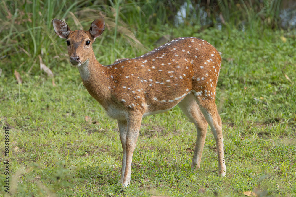 chital or cheetal - Axis axis, spotted deer, chital deer, axis deer female at green background. Photo from Wilpattu National Park in Sri Lanka. chital or cheetal - Axis axis, spotted deer, chital deer, axis deer female at green background. Photo from Wilpattu National Park in Sri Lanka.