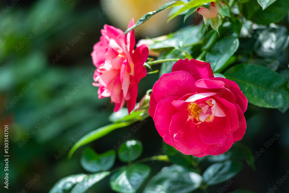 Beautiful flower of Camellia Japonica in the tropical garden. Beautiful flower of Camellia Japonica in the tropical garden.