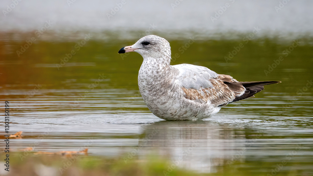 The seagull stays away from the flock to rest at the waterside. The seagull stays away from the flock to rest at the waterside.