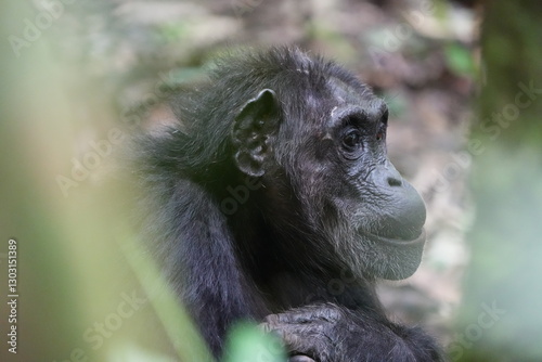 close up of an older chimpanzee in kibale national forest in uganda, eating a berry