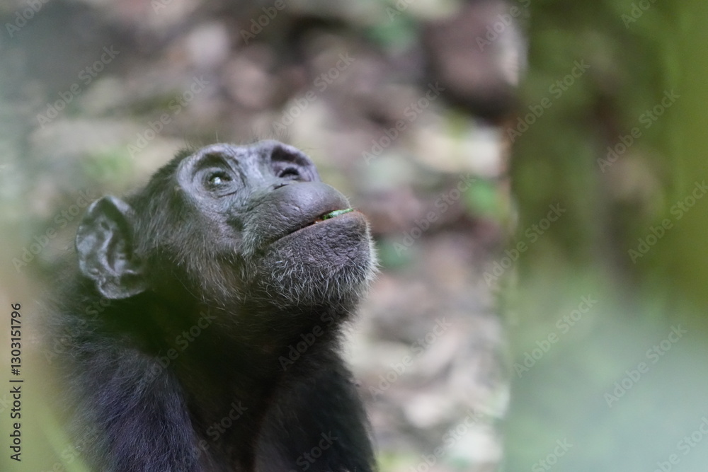 Fototapeta premium close up of an older chimpanzee in kibale national forest in uganda, eating a berry