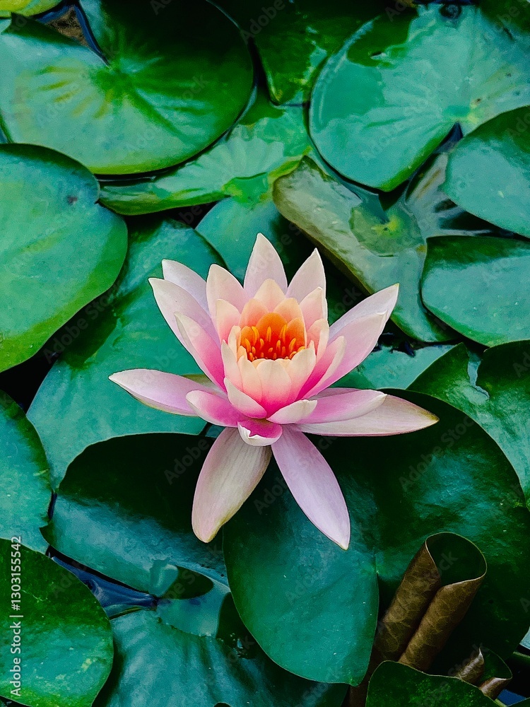 Fototapeta premium pink water lily
