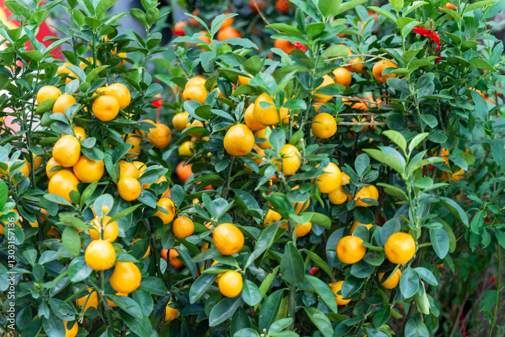 Orange Tree close up. Beautiful orange tree with delicious oranges. Orange tree background Orange Tree close up. Beautiful orange tree with delicious oranges. Orange tree background