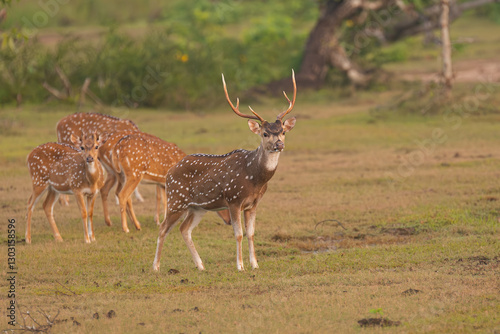 chital or cheetal - Axis axis, spotted deer, chital deer, axis deer male with antlers at green background. Photo from Wilpattu National Park in Sri Lanka.