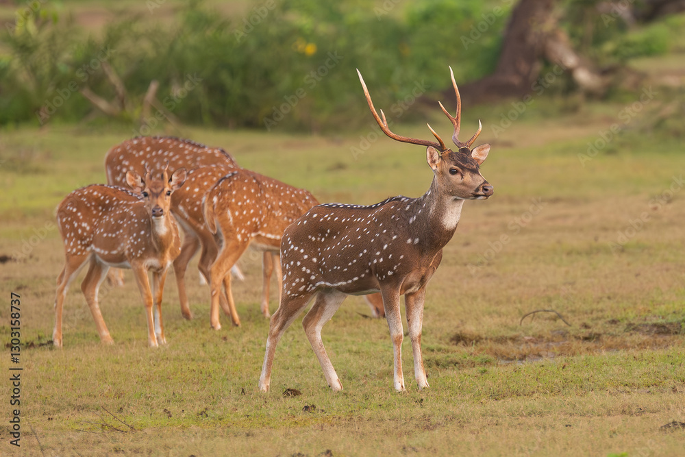 chital or cheetal - Axis axis, spotted deer, chital deer, axis deer male with antlers at green background. Photo from Wilpattu National Park in Sri Lanka.