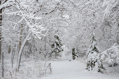 A snow covered path leading into the forest during a snow storm. The trees are heavy with snow, some snow falling through the air.