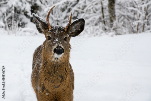 A closeup of a young buck in the snow. He has small antlers and has snow on his face and head. Closeup view with only his upper half visible.