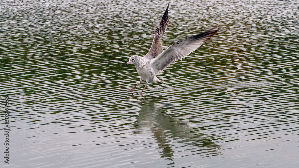 Fototapeta premium A solo seagull spreading its wings and flying up from the calm lake.