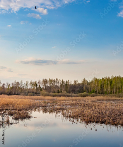 Bird flies over a lake with trees in the background