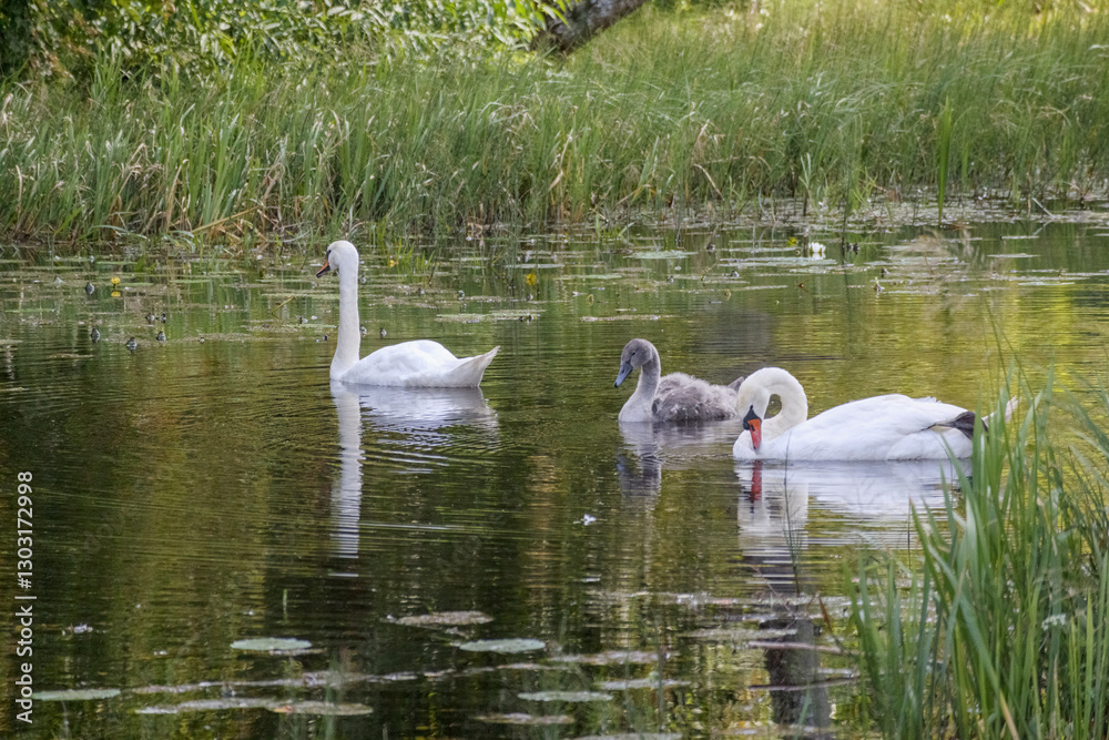 Obraz premium a family of swans with two adult swans and one baby swan swimming in a small pond with reeds on the side.