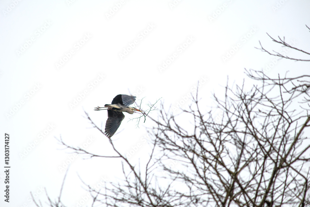 Fototapeta premium Grey heron (Ardea cinerea) carrying a branch in its mouth to build a nest. Bird, animal idea concept. Ornithology. Grey heron flying. Nature. 