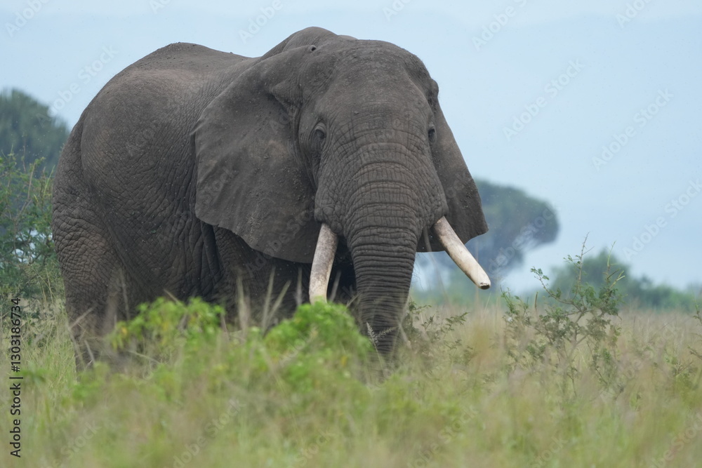 Obraz premium portrait of a very large african elephant in the serengeti national park, facing the camera, with some green in the front