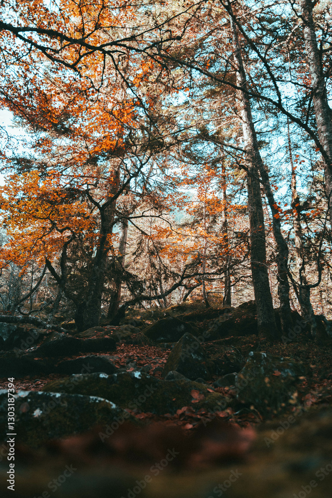 Autumn Forest with Vibrant Orange Leaves Autumn Forest with Vibrant Orange Leaves