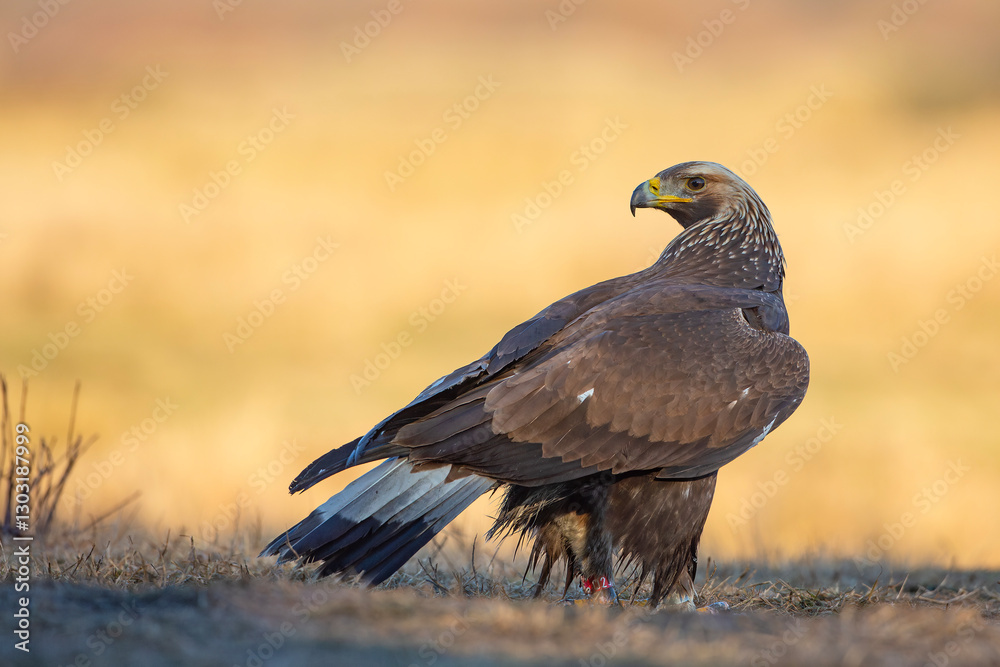 Fototapeta premium Orzeł przedni, zys (Aquila chrysaetos)