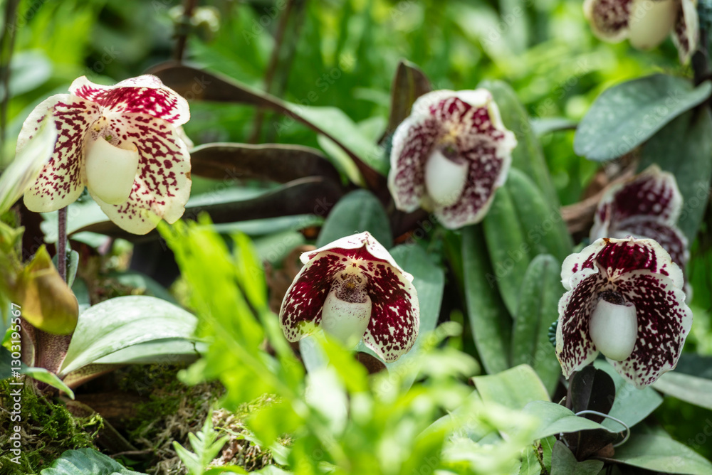 Obraz premium Beautiful paphiopedilum godefroyae - species of orchid endemic to peninsular Thailand, Vietnam and Malaysia. This species was found just above sea level on limestone cliffs.
