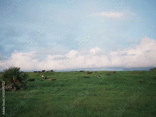 cows on a meadow