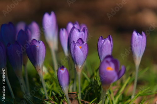 purple crocus flowers closeup