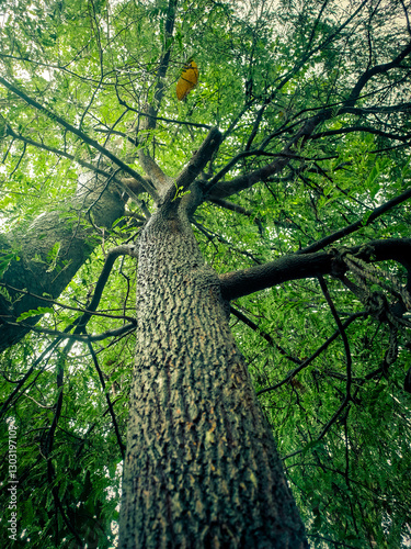 tree in the forest