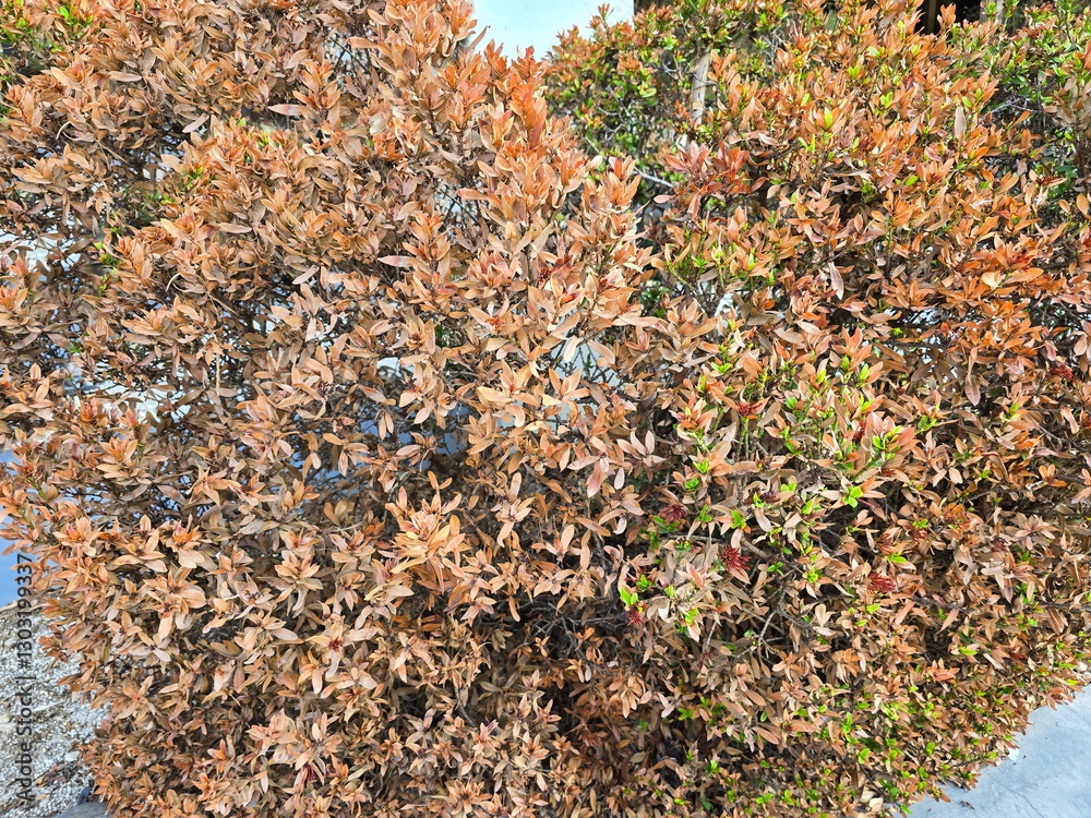 West Indian Jasmine that is exposed to strong sunlight until leaves are crisp and brown (Xora chinensis Lamk., Ixora spp.) Tree is a shrub lack water. Global warming causes drought and tree death.
West Indian Jasmine that is exposed to strong sunlight until leaves are crisp and brown (Xora chinensis Lamk., Ixora spp.) Tree is a shrub lack water. Global warming causes drought and tree death.