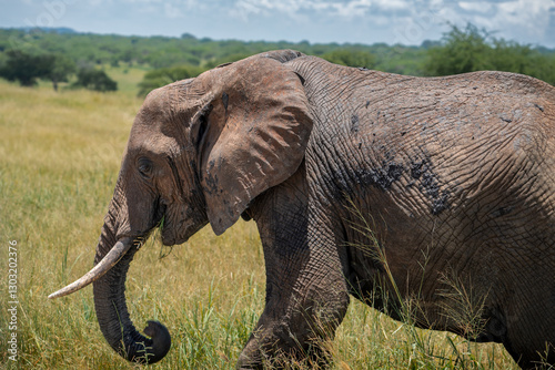 Nahaufnahme eines jungen afrikanischen Elefant im Tarangire Nationalpark in Tansania, Afrika photo